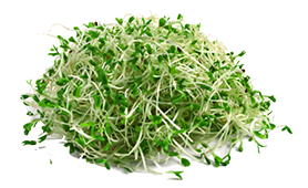 Alfalfa Sprouts