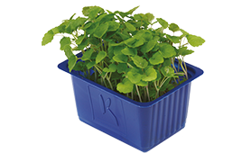 Atrsina Cress