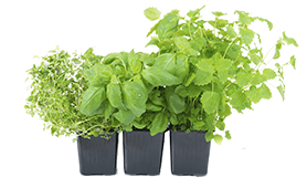 Basil Pot