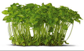 Brocco Cress