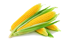 Corn Sweet