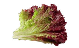 Lettuce Red