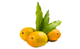 Mango Alphonso