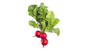 Radish Red Baby