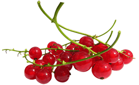 Red Currant