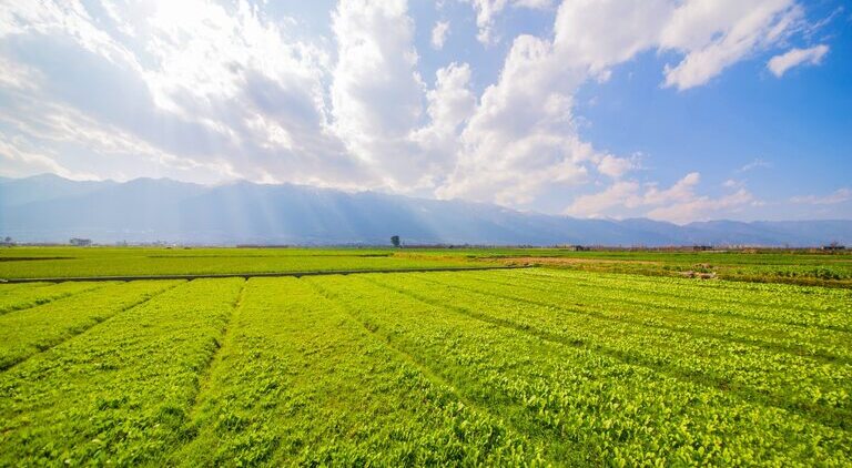 A Closer Look at NRTC Farm in Al Hashemeya, Egypt